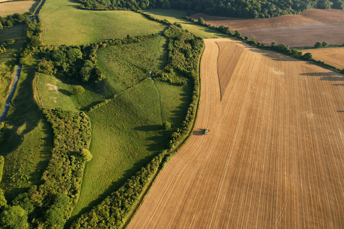 a picture of land with a field of wheat with a tractor