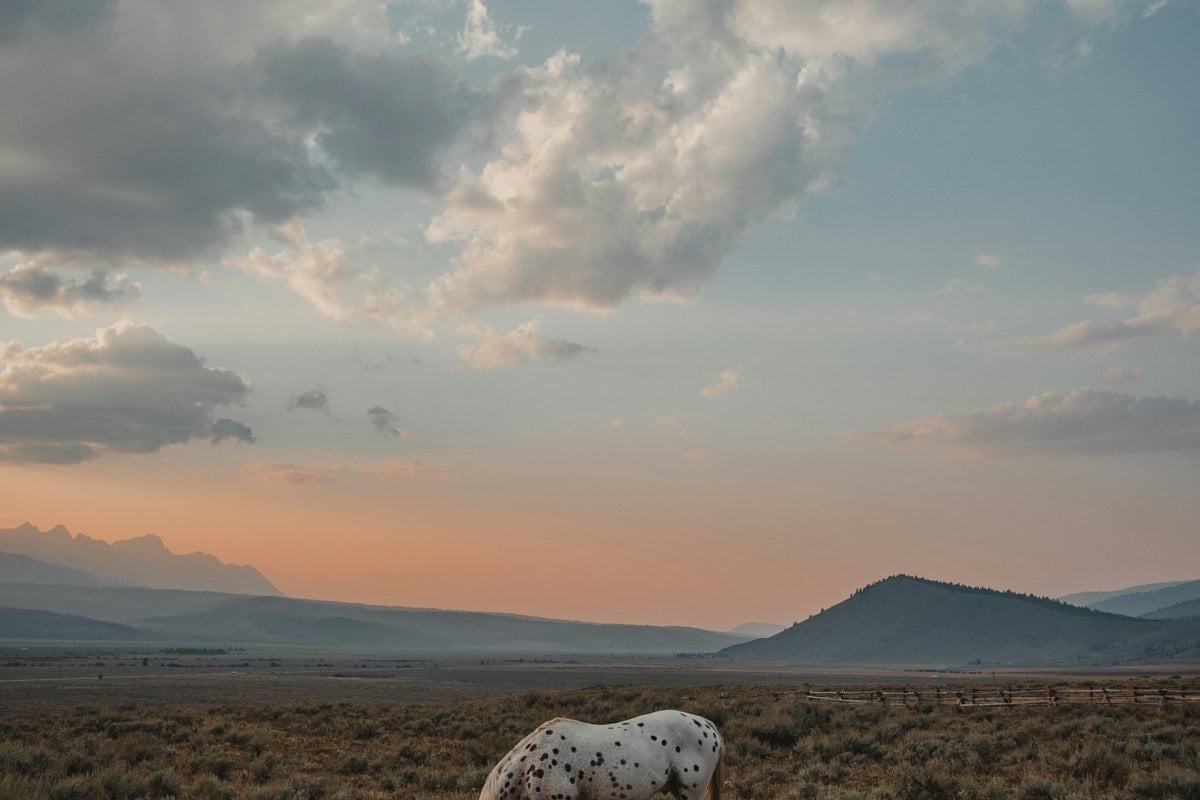 A white horse grazes in a dry field at sunset.