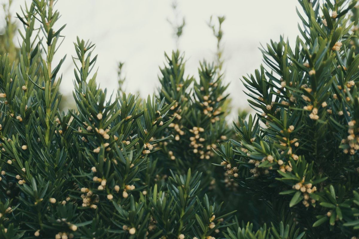 a close up of a tree with small leaves