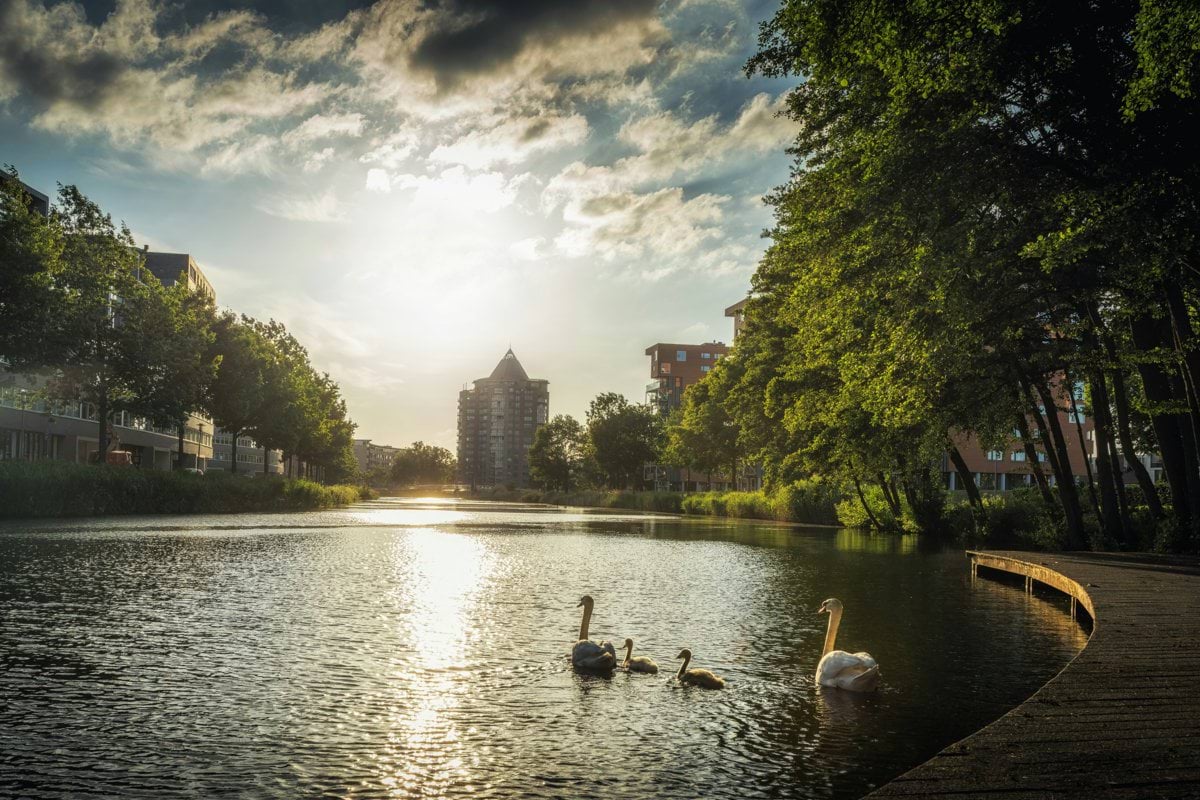 flock of swans on lake during daytime