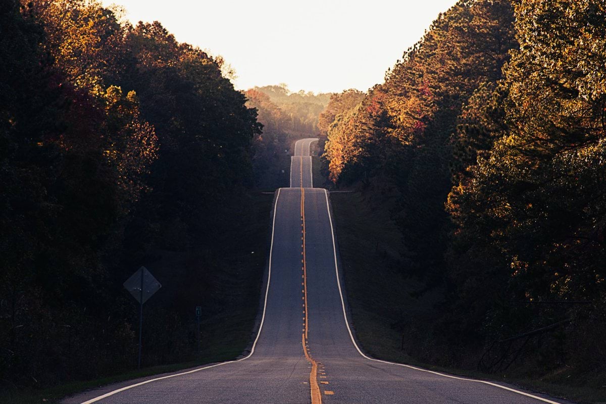 asphalt road between trees