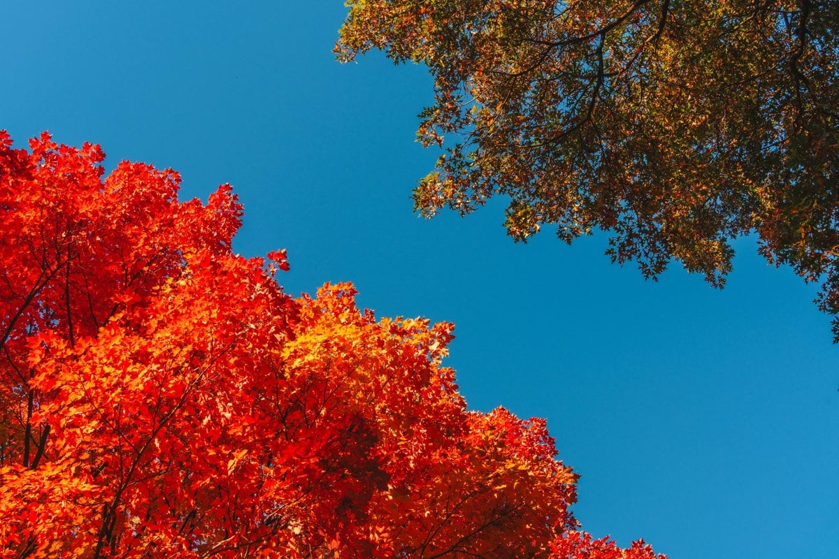 Bright autumn leaves against a clear blue sky