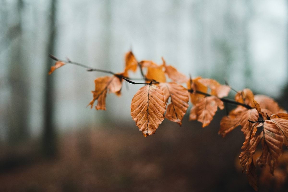 A close up of a branch with leaves