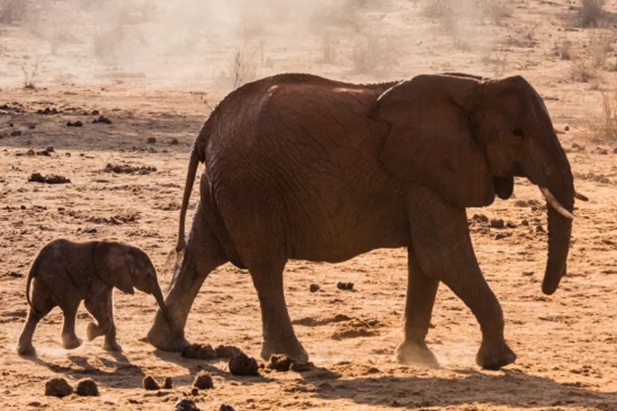 Elephants in the wild