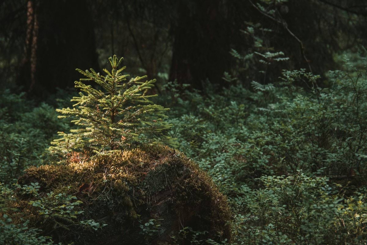 A bear standing in the middle of a forest