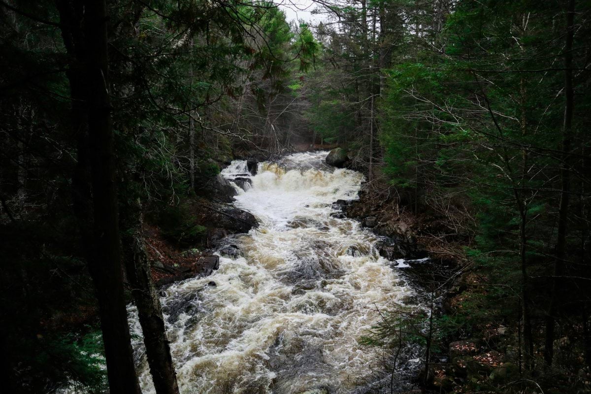 river in the middle of forest during daytime