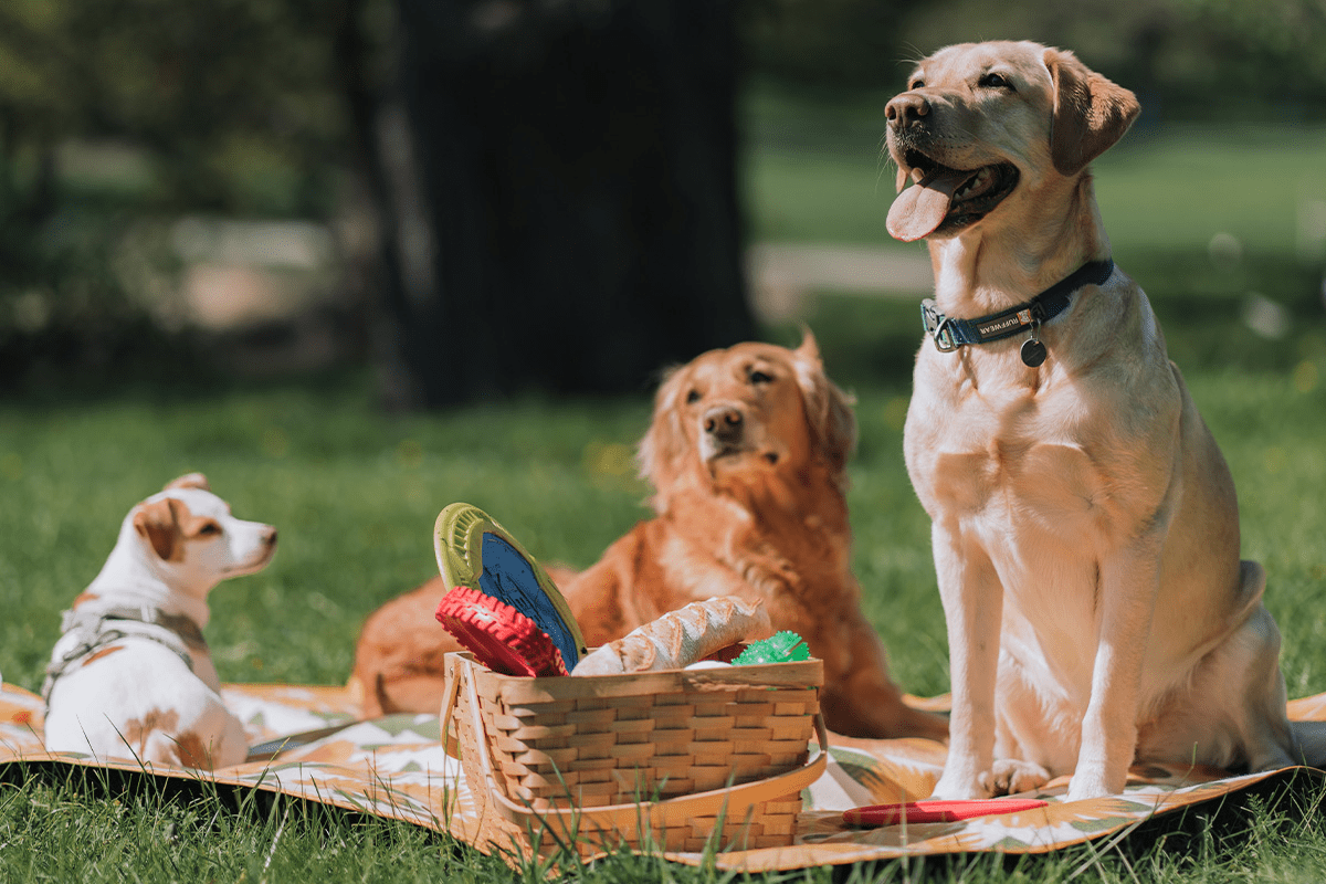 tre hundar har picknick