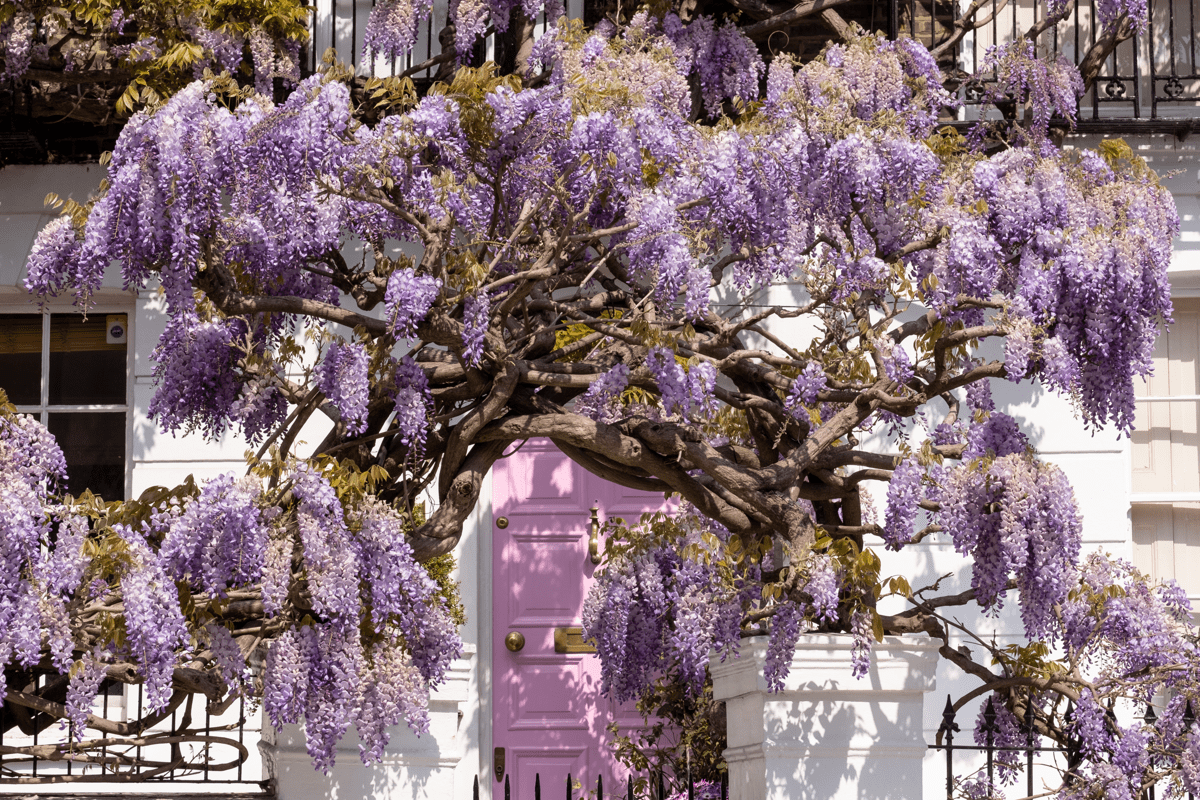 Wisteria in Full Bloom Growing outside a House with Pink Door