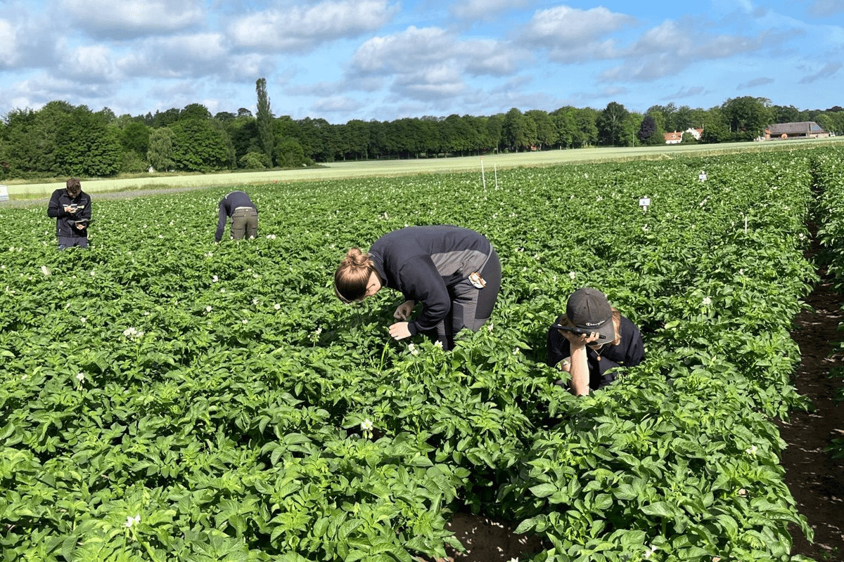 Student deltar i praktiskt arbete inom lantbruk som del av praktik eller examensarbete