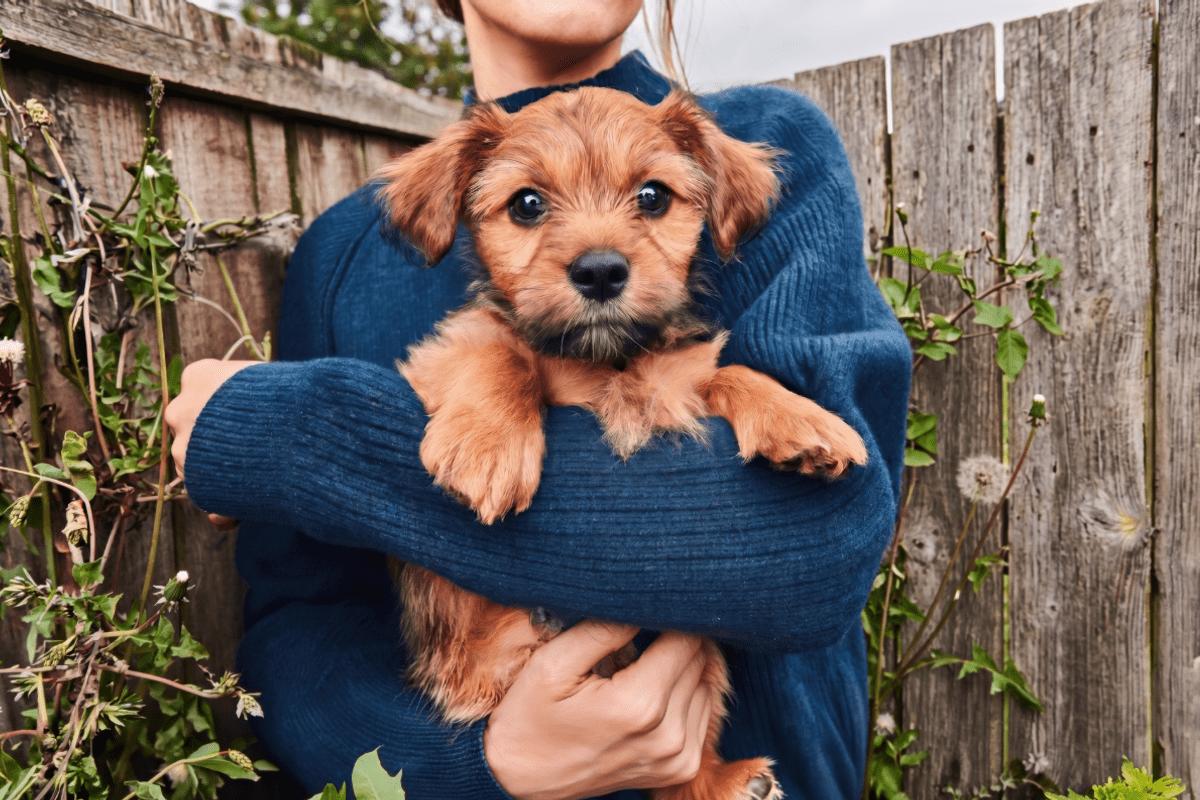 person with dog