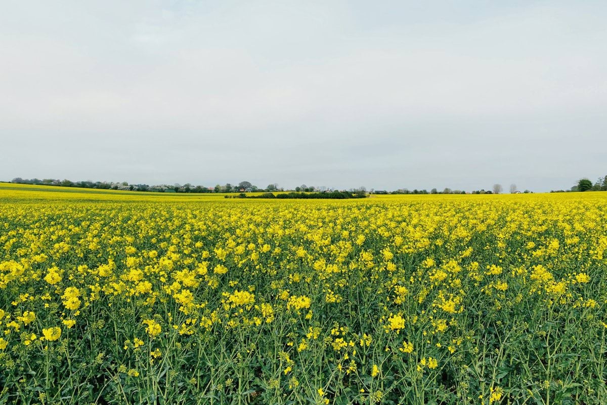 yellow flower field under white clouds during daytime