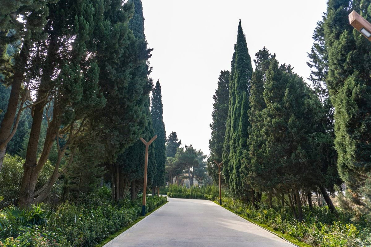 A paved path through tall, green trees.