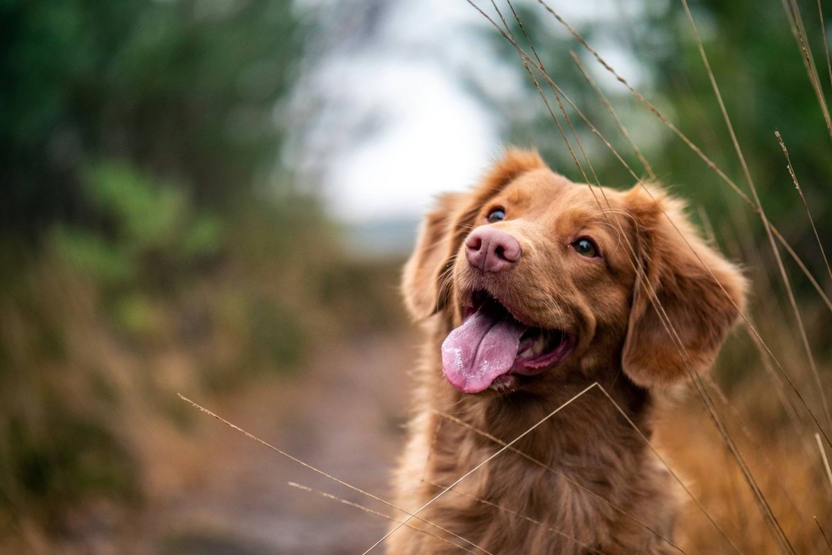 medium-coated brown dog during daytime