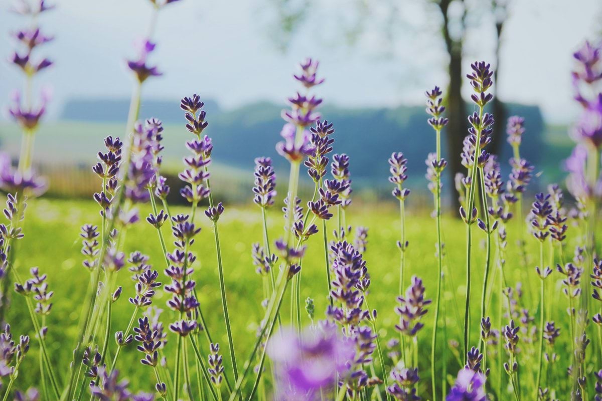 tilt shift photography of purple flowers