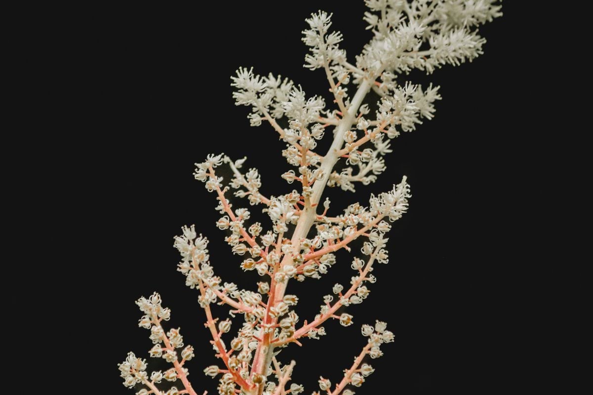 a close up of a plant with white flowers