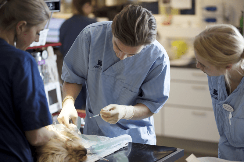 Praktikant (m/d/w) „Cand. med. vet.“ – Haan / Deutschland image