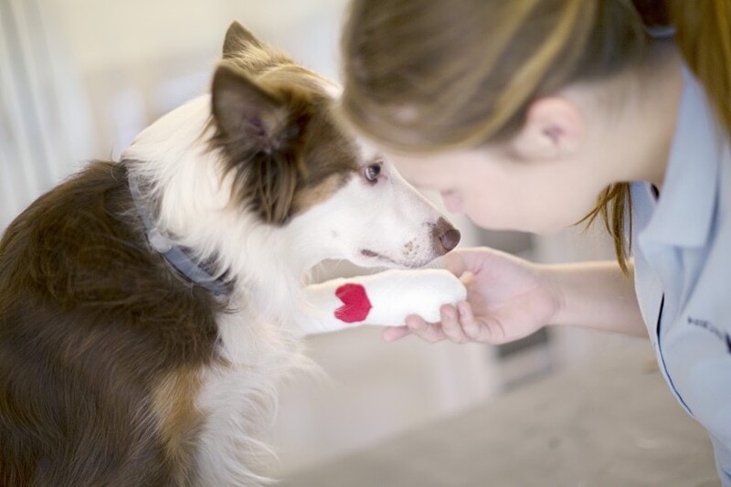 Veterinærsygeplejerske Familiedyrlægerne Aalborg image