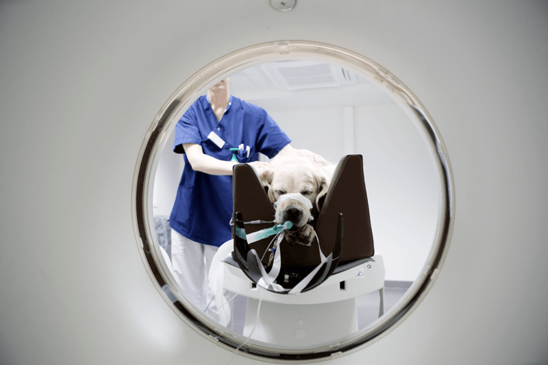 Sommarvikarierande röntgensjuksköterska image