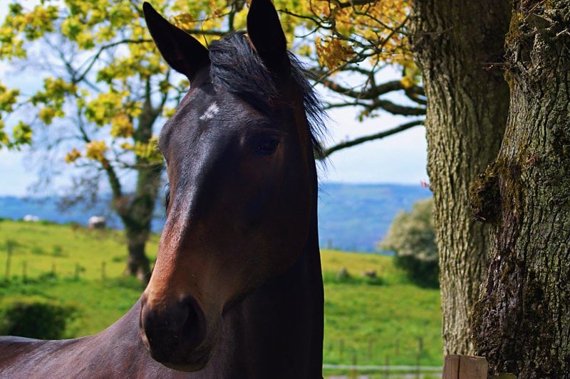 Equestrian Liability Account Handler image