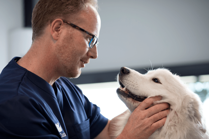 Tecnico Veterinario image
