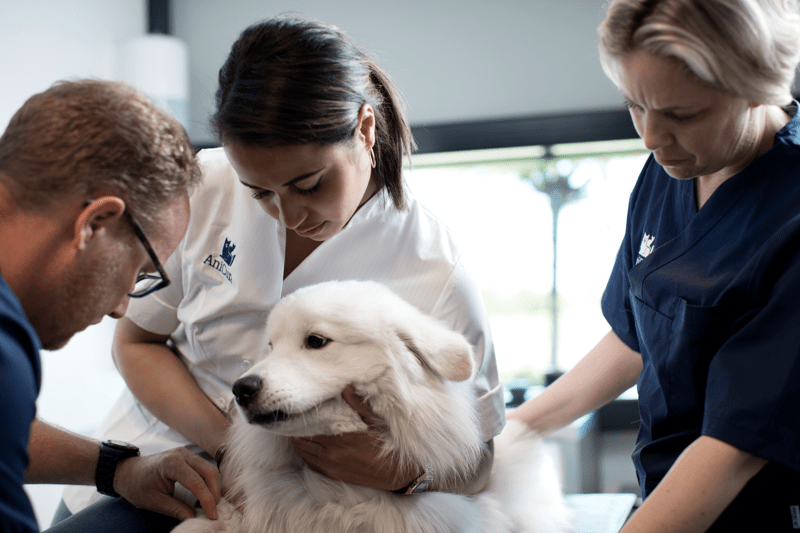 Medico veterinario - Anestesia image