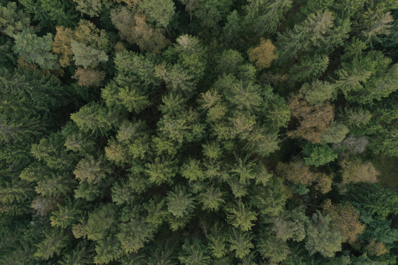 Master Thesis: Drone image mosaicing image