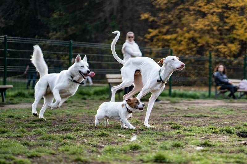 Sales Specialist - Pet Health image