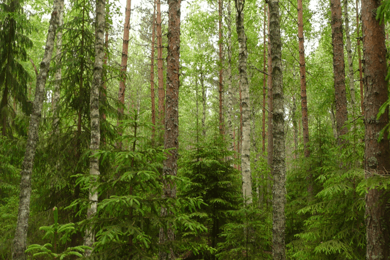 Mhy Loimijoki: Metsävara-asiantuntija image