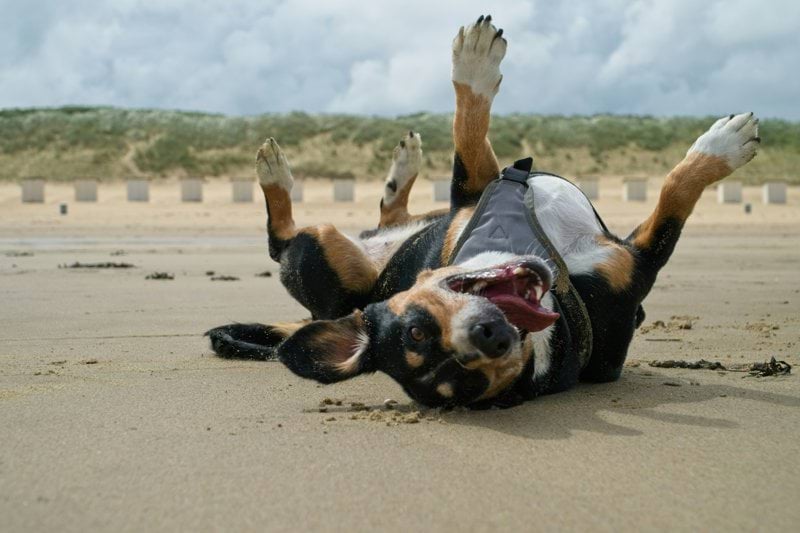Sales Recovery Specialist - Pet Health - Remote image