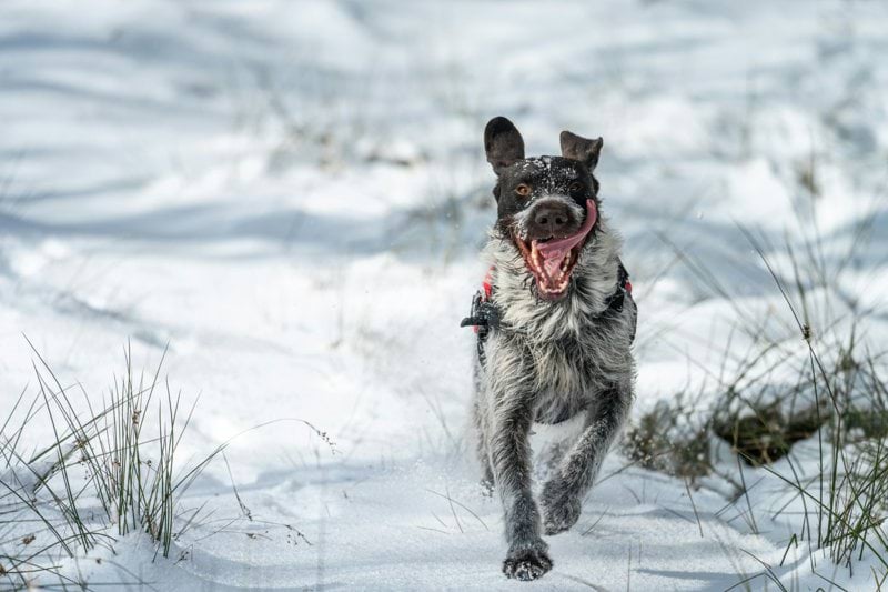 Product Sales Specialist - Pet Health - Remote image