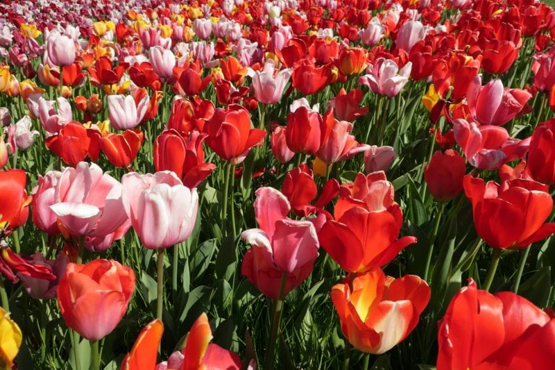 Creative & Design Lead till Blomsterlandet image