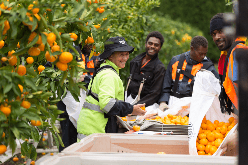 Orchard Manager - Citrus image
