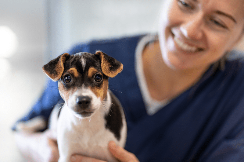 Student:innen für Feiertags-, Nacht- und Wochenenddienste - Tierklinik Hollabrunn image