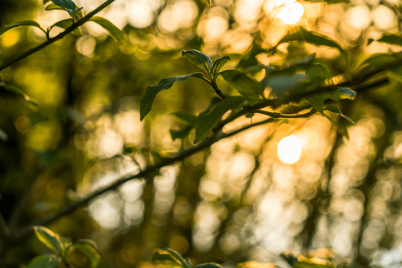 Senior Software Engineer image