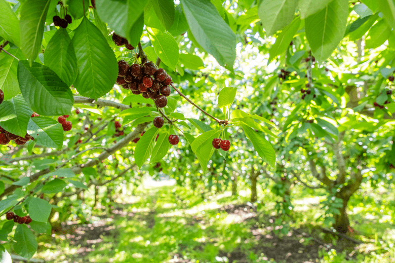 Seasonal Workers - January Intake image