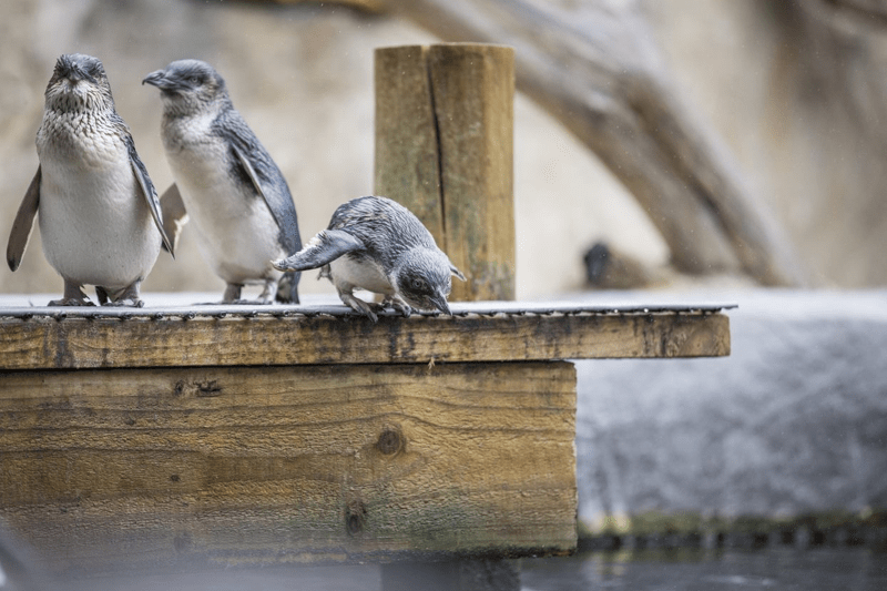 Bird Keeper image