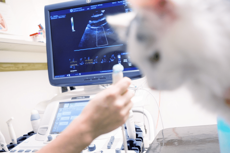 Vétérinaire Assistant en Imagerie Médicale H/F - Lille image