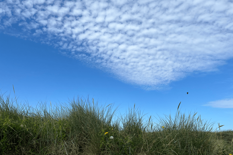 Værkstedschef til tungere kørende materiel i Sydvestjylland image