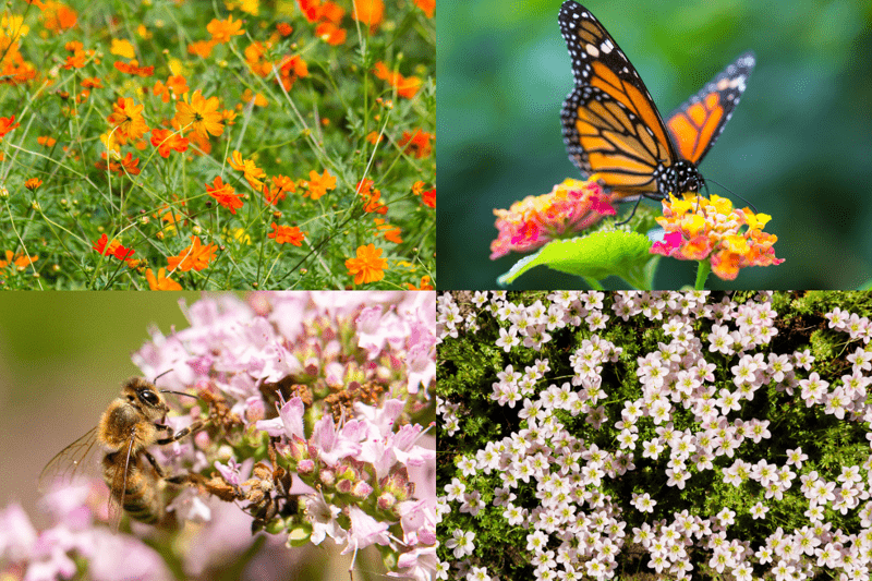 Chargé.e de projets Biodiversité H/F - Montpellier (34) image