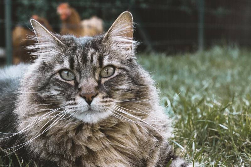 Djurvårdare till Doggy AB:s kattgård Tassalyckan image