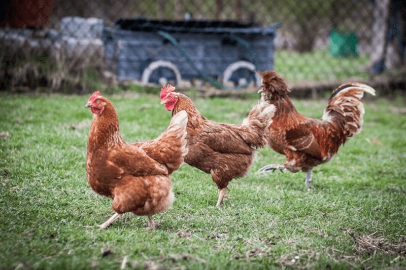 Redovisningsekonom image