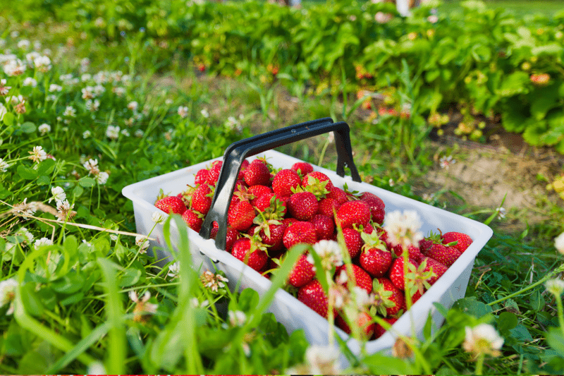 Strawberry pickers image