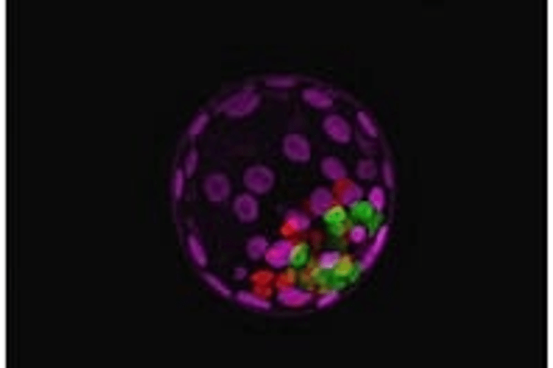 Research Assistant (Ref. LAB/25/15) image