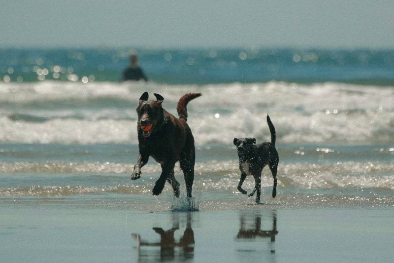 Product Sales Specialist - Pet Health - Remote image