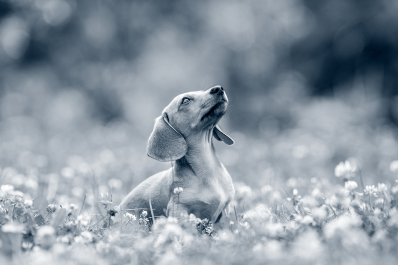 Semestervikariat TF Veterinär Animalen image