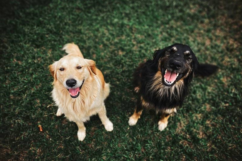 Sales Specialist - Pet Health image