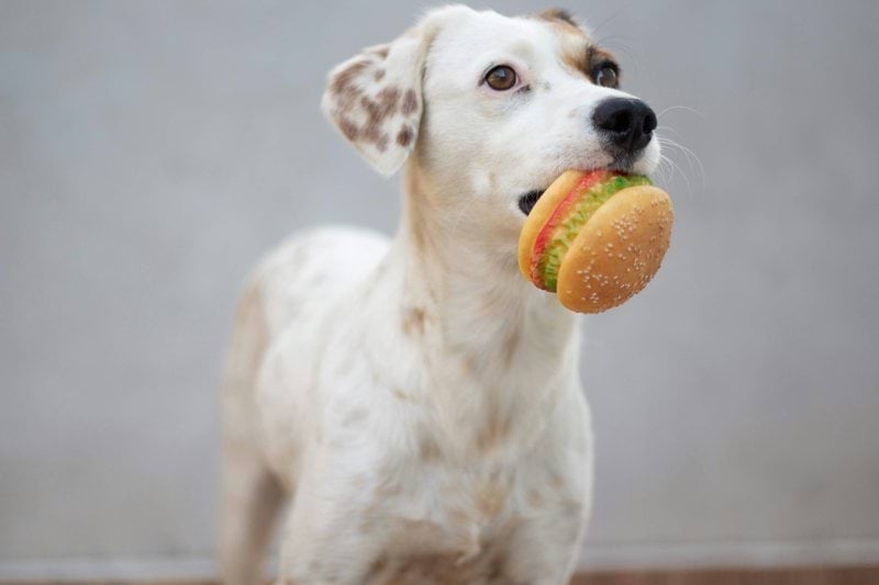 Product Specialist - Pet Health - Remote image