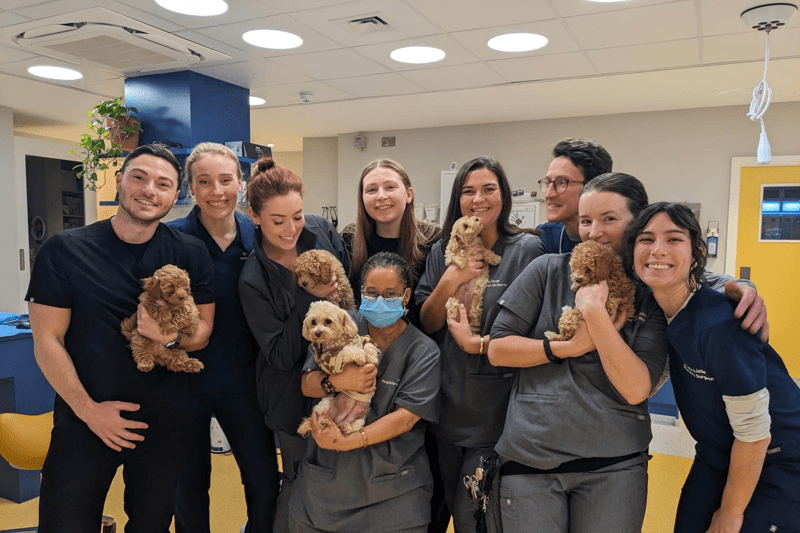 Registered Veterinary Nurse -Highgate image