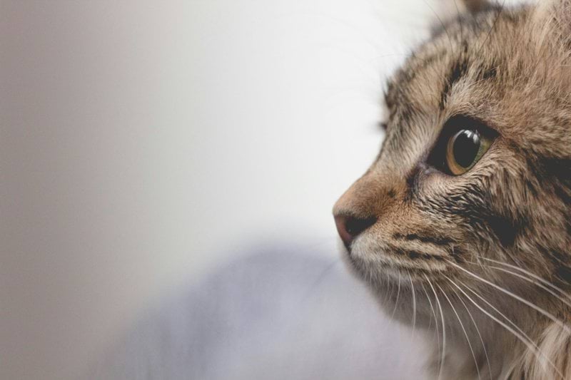 Klinikchef till Din veterinär i Sollefteå image