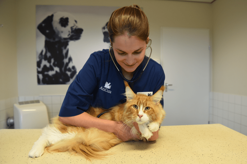 Vacature Paraveterinair AniCura Drechtstreek image